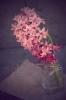 Florist Touch Demo | Newport | Stock Images
