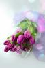 Florist Touch Demo | Newport | Stock Images