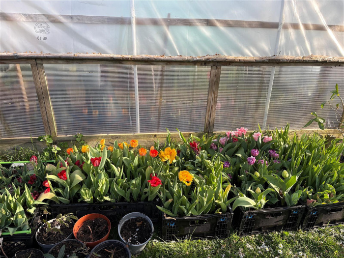 Bouquets | Farm grown tulips