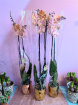 Christmas | Plants | Peach Phalaenopsis Orchid
