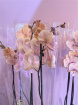 Christmas | Plants | Peach Phalaenopsis Orchid