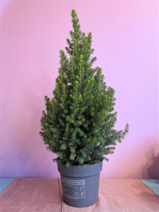 Christmas | Plants | Mini Living Christmas Tree