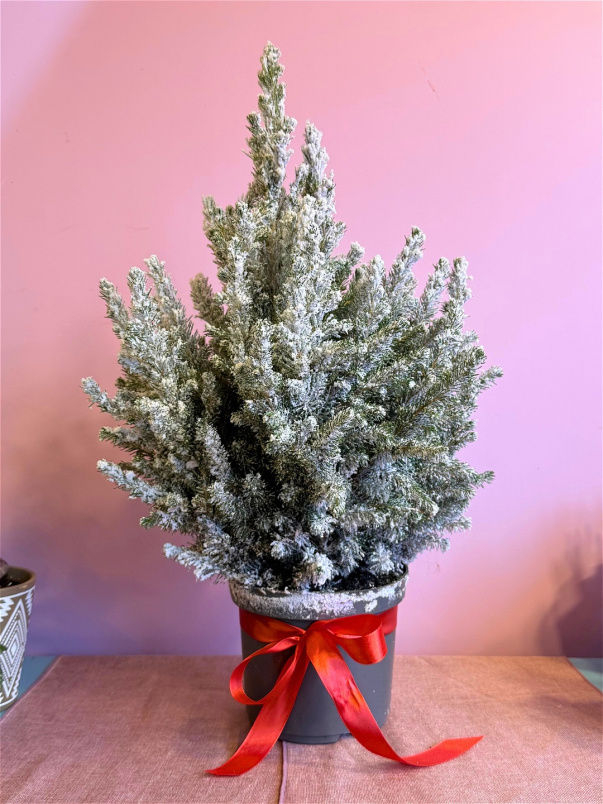 Christmas | Plants | Frosted Christmas Tree