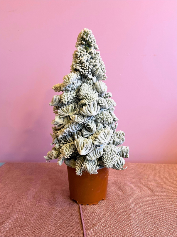 Christmas | Plants | Mini Frosted Pine