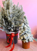 Christmas | Plants | Mini Frosted Pine