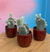 Gifts & Cards | Plants | Mini Cactus