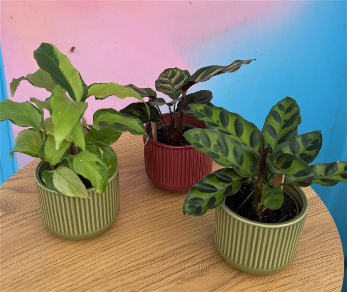 Gifts & Cards | Plants | Mini Calathea (Peacock Plant)