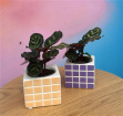 Gifts & Cards | Plants | Mini Calathea (Peacock Plant)