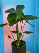 Plants | Monstera deliciosa (medium size)