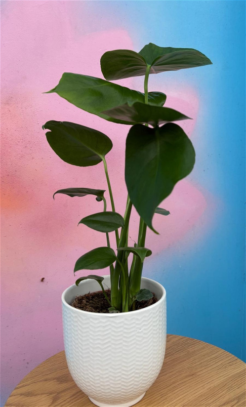 Plants | Monstera deliciosa (small size)