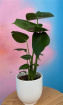 Plants | Monstera deliciosa (small size)