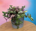 Plants | Tradescantia House Plant