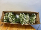 Autumn Sale | Gypsophila x 29 stems