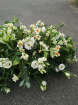 Funeral & Sympathy Flowers | Coffin spray