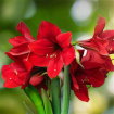 Bouquets | Christmas | Gifts | Christmas Amaryllis