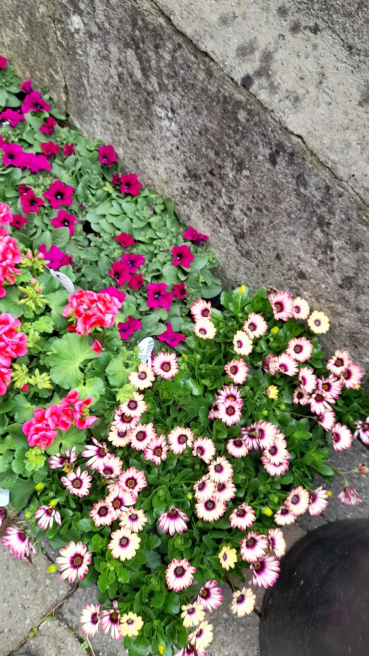 Violets Florist Ireland | Charlestown  | Keeping your garden blooming