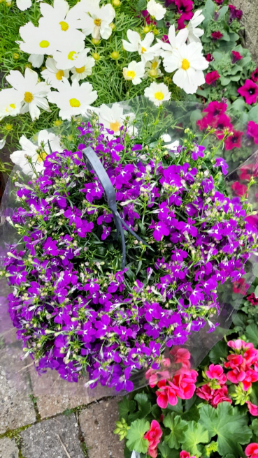 Violets Florist Ireland | Charlestown  | Keeping your garden blooming