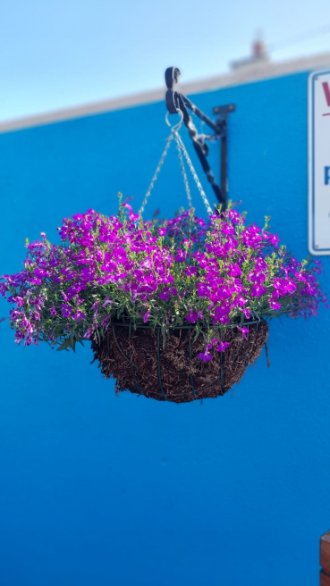 Violets Florist Ireland | Charlestown  | Waiting for the last frost before putting out hanging baskets