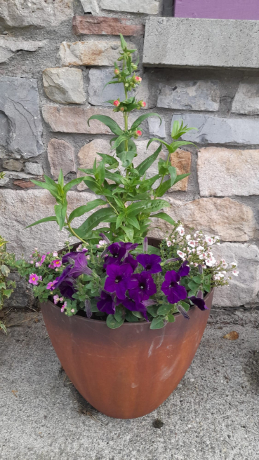 Violets Florist Ireland | Charlestown  | Dont forget to dead head your bedding plants