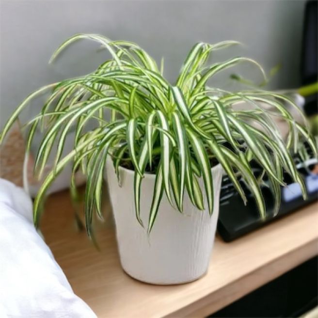 Houseplant, spider plant 