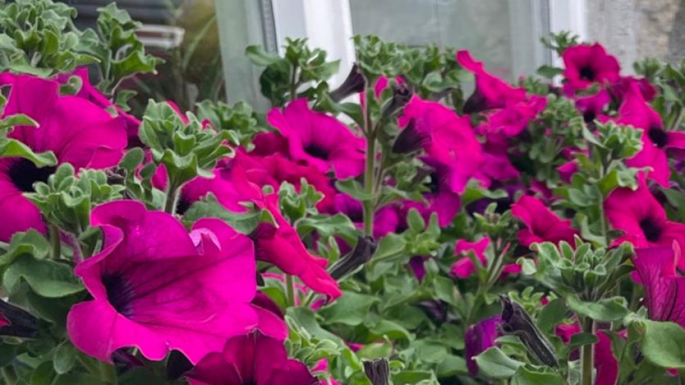 Violets Florist Ireland | Charlestown  | The Art of Deadheading A Guide to Pruning Bedding Plants