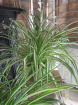 House Plants | Spider plant