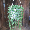 House Plants | String of Pearls