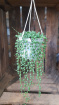 House Plants | String of Pearls