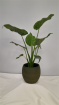 House Plants | Alocasia