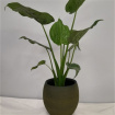 House Plants | Alocasia