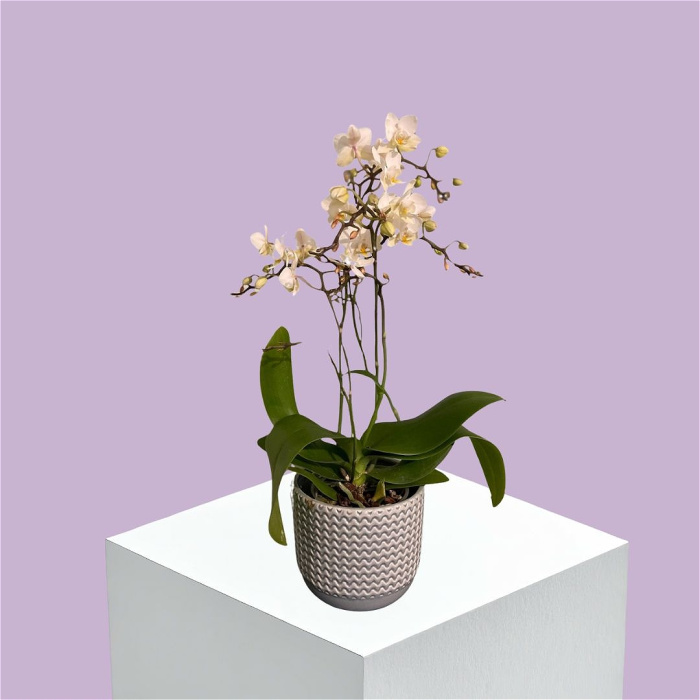 Christmas | Mother's Day | Phalaenopsis Orchid