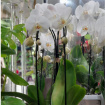 Christmas | Mother's Day | Phalaenopsis Orchid