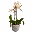 Christmas | Mother's Day | Phalaenopsis Orchid