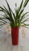 Christmas | House Plants | Cymbidium