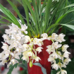 Christmas | House Plants | Cymbidium