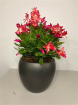 Christmas | House Plants | Christmas Cactus