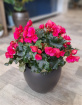 House Plants | Mother's Day | Begonia Betulia Bright Pink