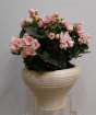 House Plants | Mother's Day | Begonia Betulia Bright Pink