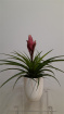 House Plants | Mother's Day | Tillandsia Amira Air Plant