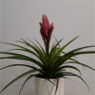 House Plants | Mother's Day | Tillandsia Amira Air Plant