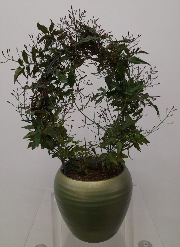 House Plants | Mother's Day | Jasmine Polyanthus Rose