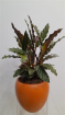 Calathea Ruffibara
