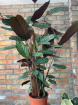 House Plants | Calathea Extra large