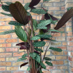 House Plants | Calathea Extra large