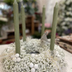 Arrangements | Christmas | Breath of Christmas Advent Wreath