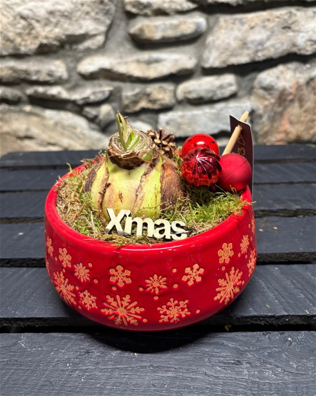 Christmas | Festive Amaryllis Pot