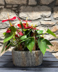 Christmas | House Plants | Red Anthurium Woodland Planter