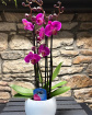 Christmas | House Plants | Fuchsia Orchid Elegance