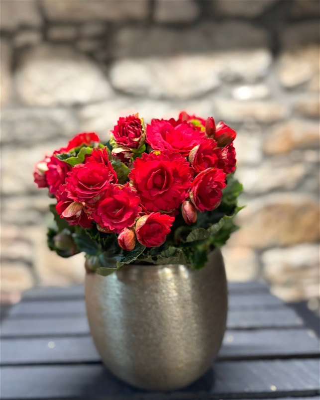 Christmas | House Plants | Red Rose Begonia Luxe Planter