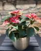 Christmas | House Plants | Candy Cane Poinsettia